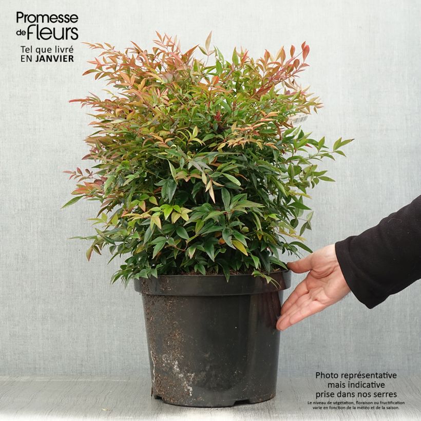 Nandina domestica Sienna Sunrise Maceta 7,5L/10L Ejemplar entregado en invierno