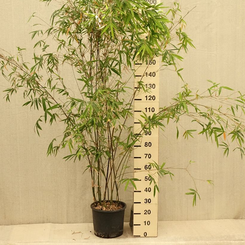 Ejemplar de Bambusa glaucescens - Bambú de Seto Maceta 12L/15L entregado en verano