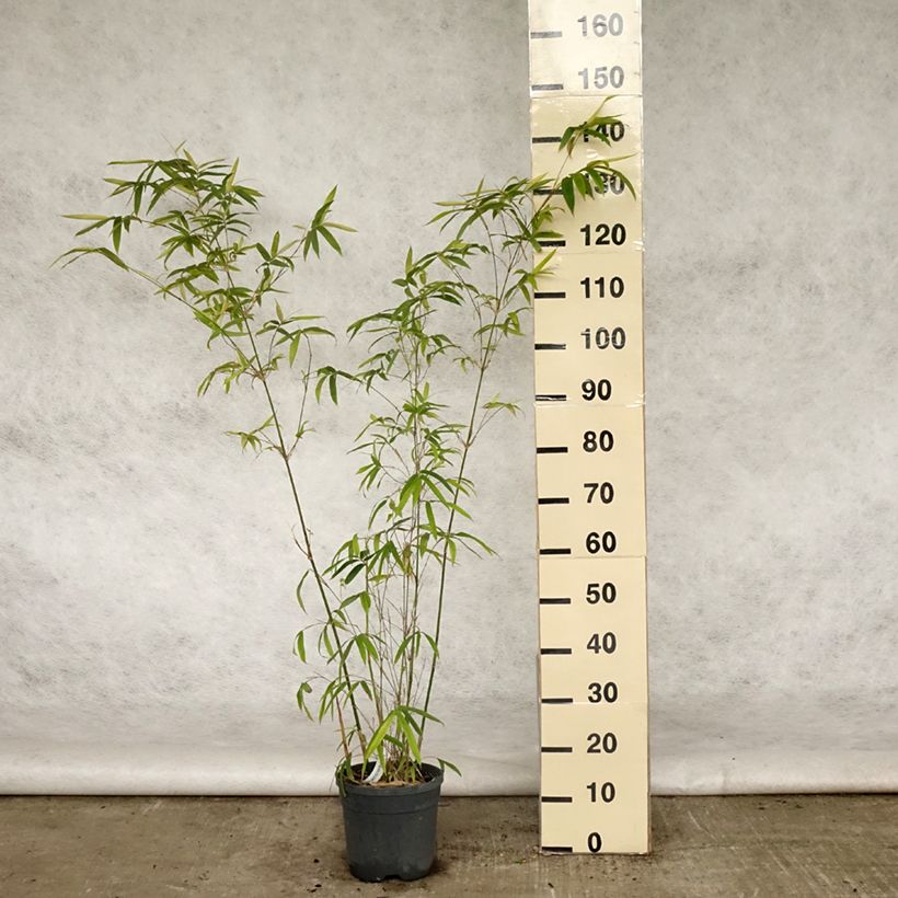 Bambusa glaucescens - Bambú de Seto Maceta 4L/5L Ejemplar entregado en la primavera