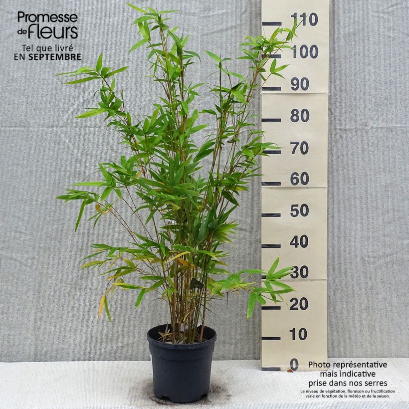 Ejemplar de Bambusa glaucescens Alphonse Karr Maceta 4L/5L entregado en otoño