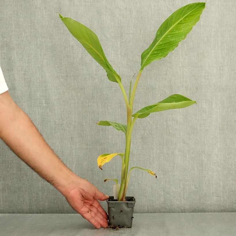 Ejemplar de Musa Himalayensis Speciosa - Platanero Maceta de 8/9 cm entregado en verano