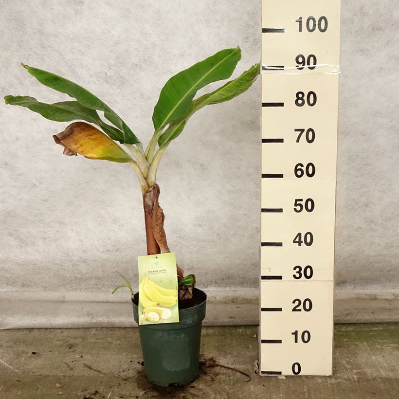Ejemplar de Musa acuminata Dwarf Cavendish - Platanera canaria Maceta 6L/7L entregado en otoño