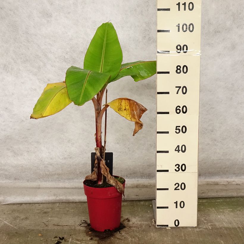 Ejemplar de Plátano malayo Red Dacca Maceta 6L/7L entregado en otoño