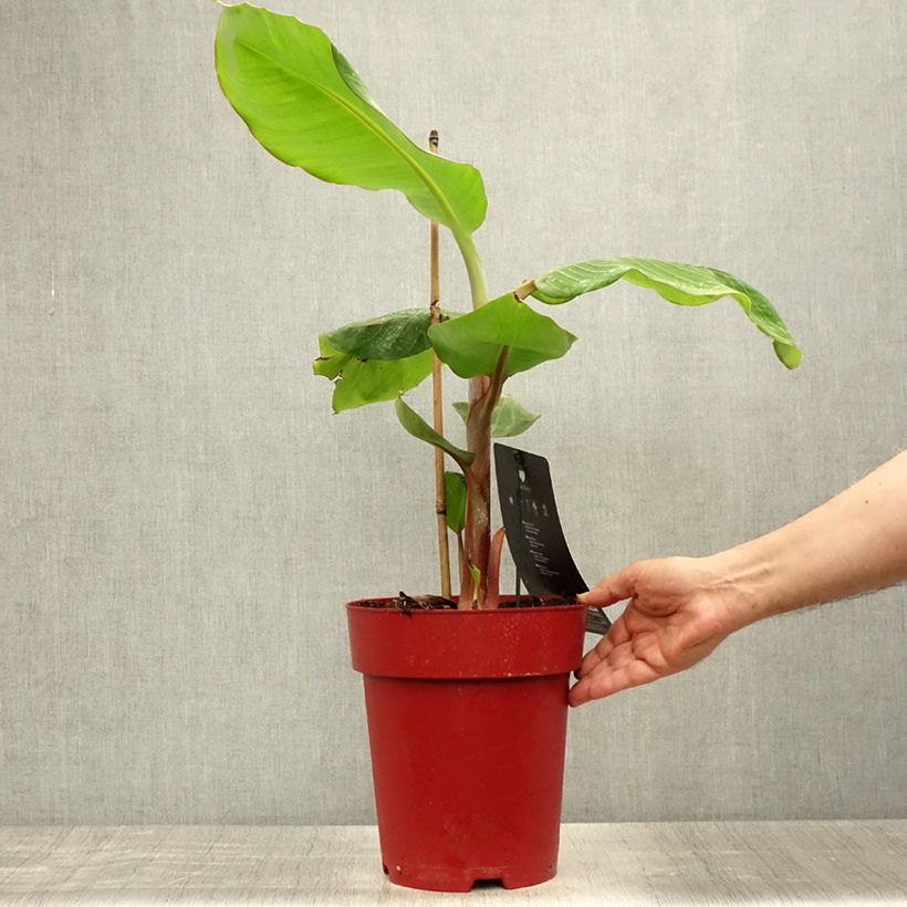 Ejemplar de Plátano malayo Red Dacca Maceta 6L/7L entregado en verano