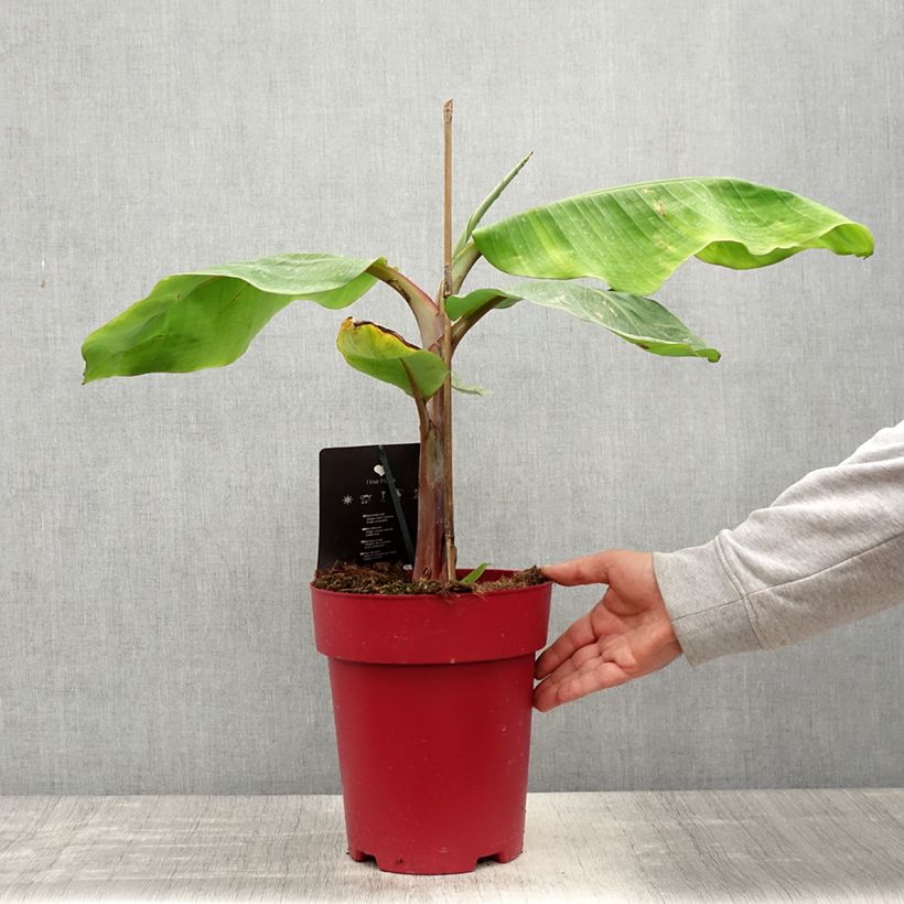 Plátano malayo Red Dacca Maceta 6L/7L Ejemplar entregado en la primavera