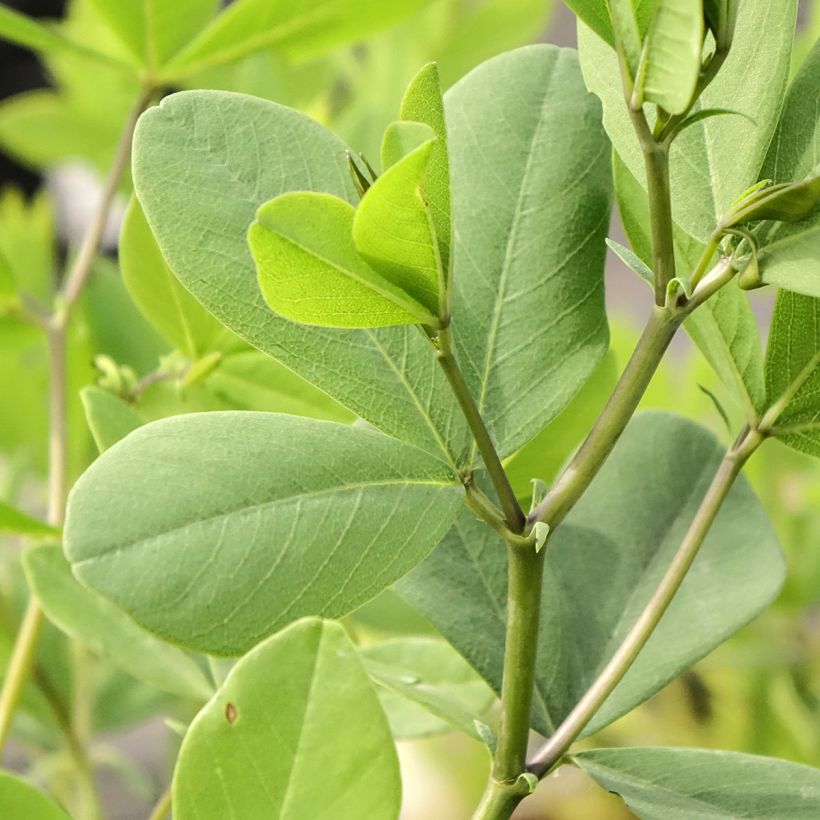 Baptisia albescens Pink Form (Follaje)