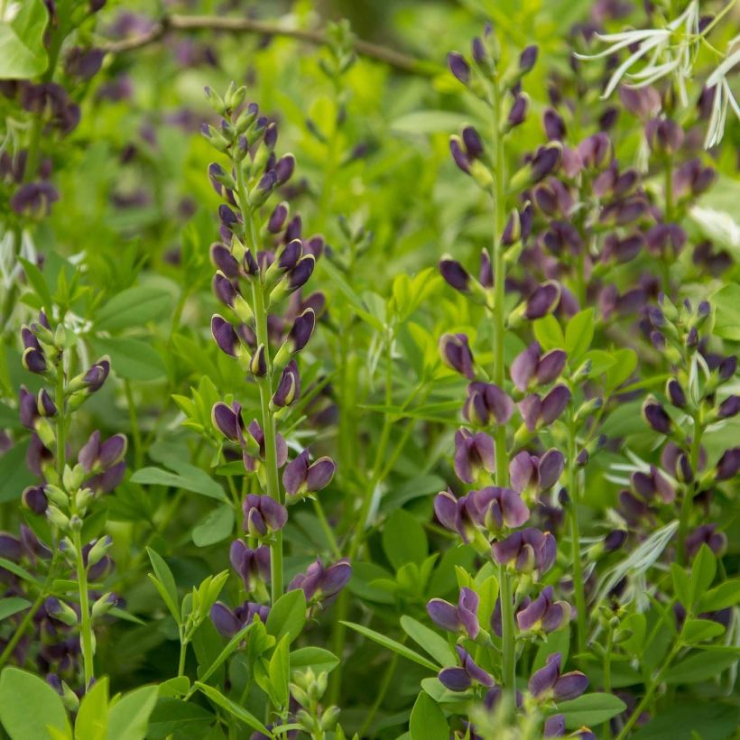 Baptisia australis Dark Blue (Floración)