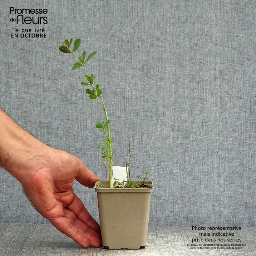 Ejemplar de Baptisia australis Dark Blue Maceta de 8/9 cm entregado en otoño