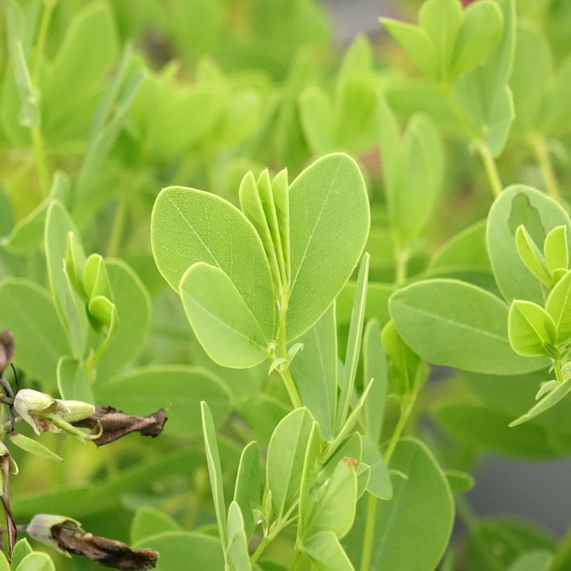 Baptisia australis Dark Blue (Follaje)