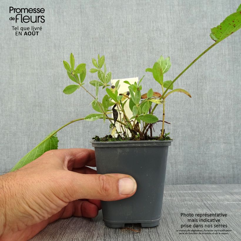 Ejemplar de Baptisia bracteata Maceta de 8/9 cm entregado en verano