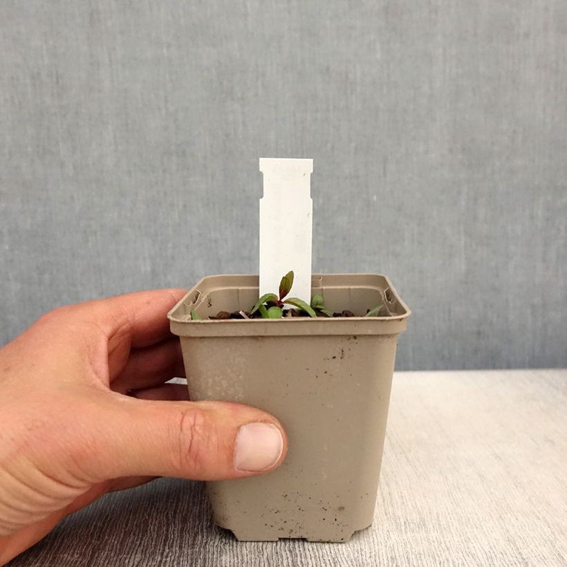 Baptisia alba - Falso índigo blanco Maceta de 8/9 cm Ejemplar entregado en la primavera