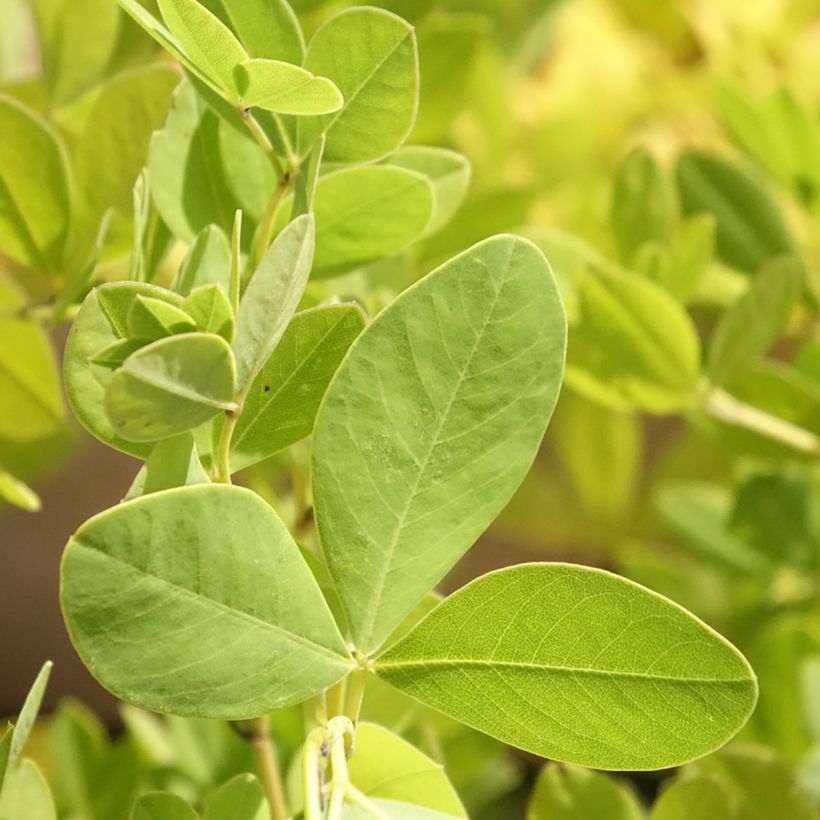 Baptisia alba - Falso índigo blanco (Follaje)