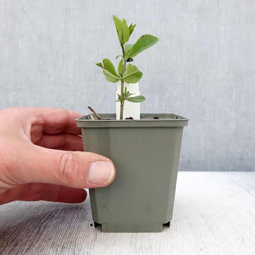 Baptisia Decadence Sparkling Sapphires Maceta de 8/9 cm Ejemplar entregado en la primavera