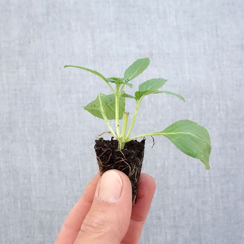 Albahaca Magic White minicepellón: Ø 1,5/2,5 cm Ejemplar entregado en la primavera