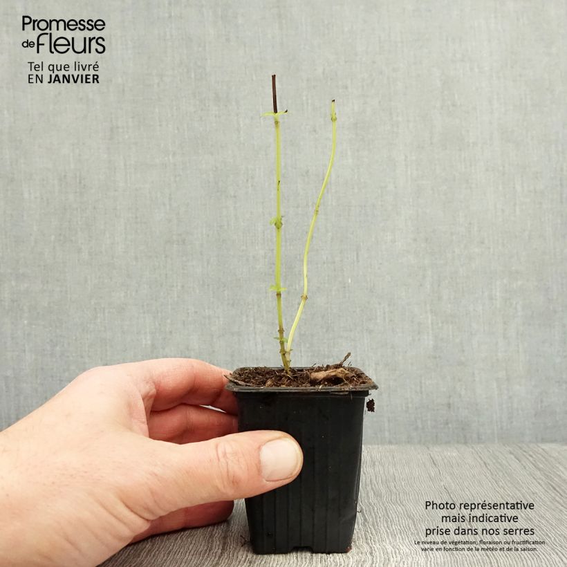 Albahaca Selloi Maceta de 8/9 cm Ejemplar entregado en invierno