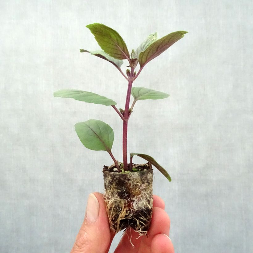 Albahaca Magic Mountain - BIO minicepellón: Ø 3/4 cm Ejemplar entregado en la primavera