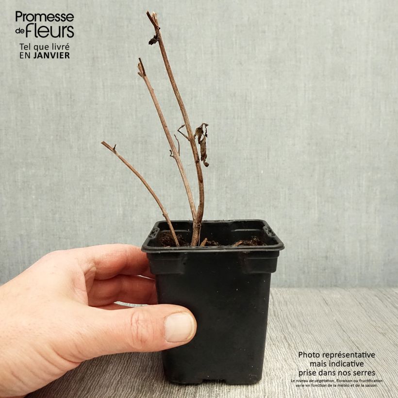 Albahaca Magic Mountain Maceta de 7/8 cm Ejemplar entregado en invierno