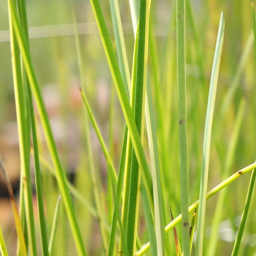 Baumea rubiginosa (Follaje)