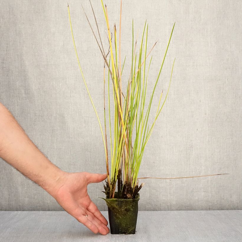 Ejemplar de Baumea rubiginosa Maceta de 8/9 cm entregado en otoño