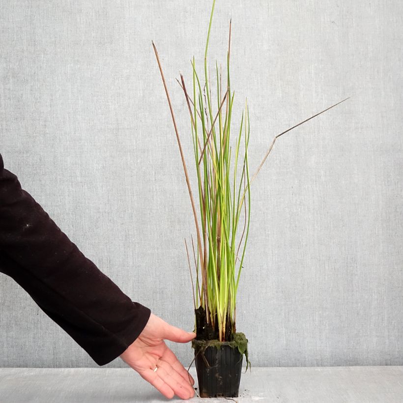 Baumea rubiginosa Maceta de 8/9 cm Ejemplar entregado en invierno