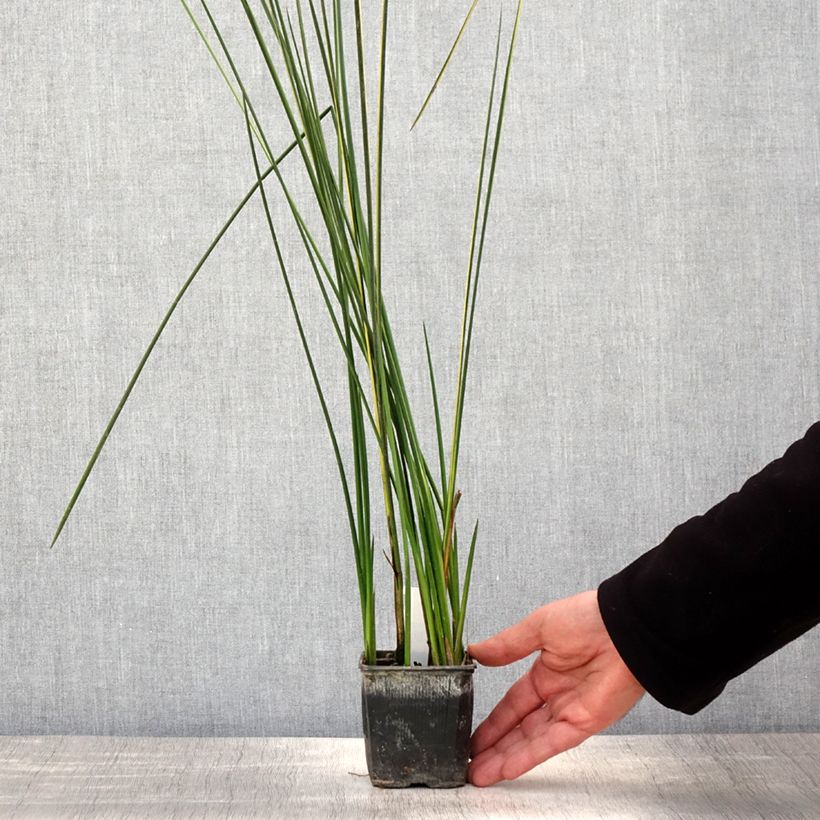 Baumea rubiginosa Maceta de 8/9 cm Ejemplar entregado en la primavera