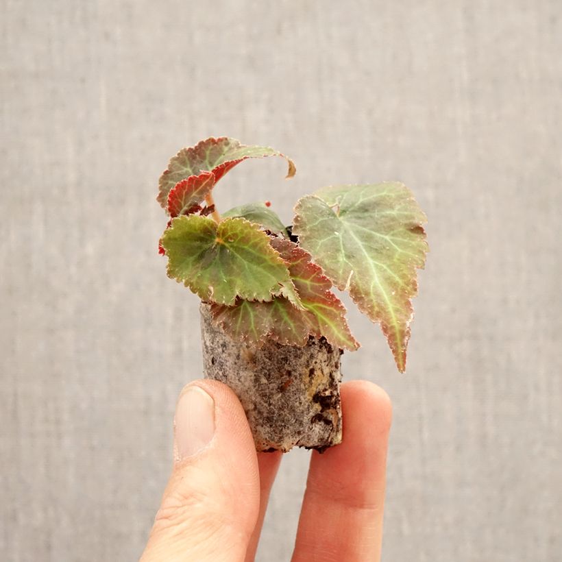 Begonia Bellissa Red minicepellón: Ø 3/4 cm Ejemplar entregado en la primavera