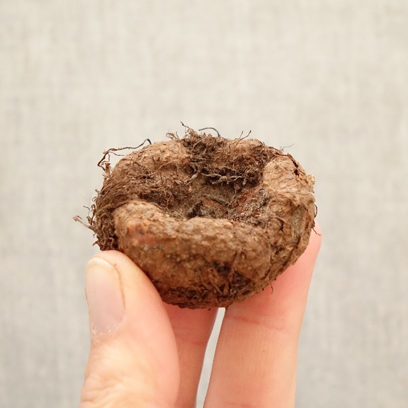 Begonia doble Camelia Bulbo calibre 5+ Ejemplar entregado en la primavera