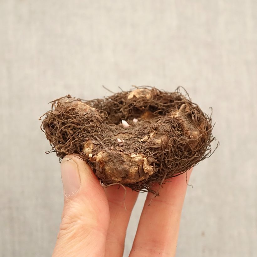 Begonia grandiflora doble Rojo oscuro Bulbo calibre 6+ Ejemplar entregado en la primavera