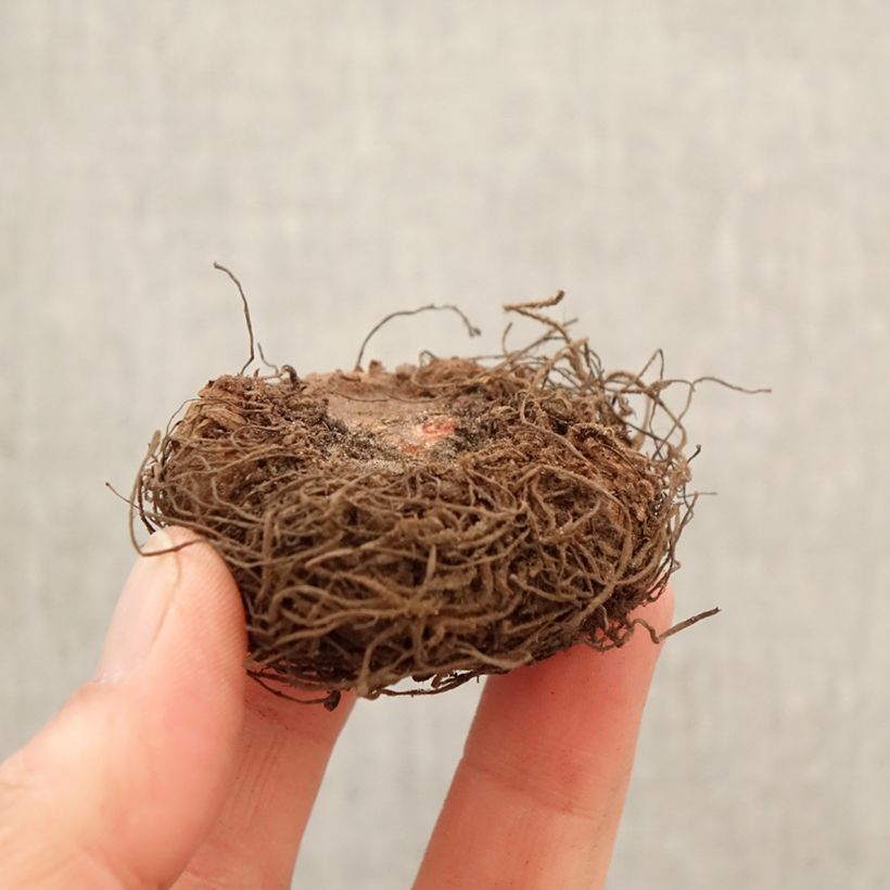 Begonia Non Stop Apricot Bulbo calibre 5+ Ejemplar entregado en la primavera