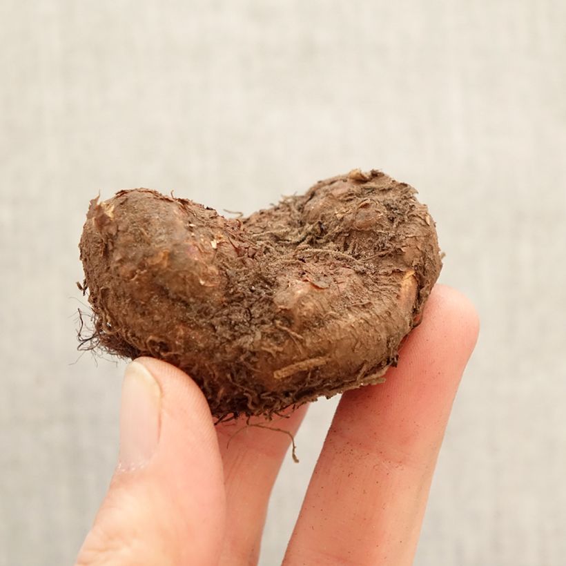 Begonia Non Stop Rosa Bulbo calibre 5+ Ejemplar entregado en la primavera