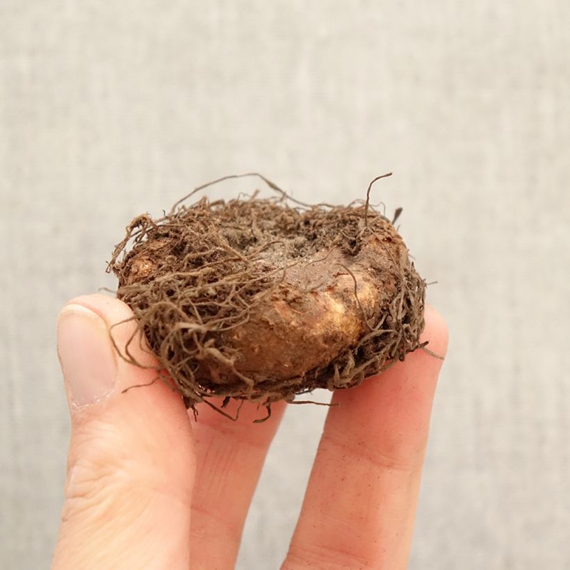 Begonia Non Stop Scarlet Bulbo calibre 5+ Ejemplar entregado en la primavera