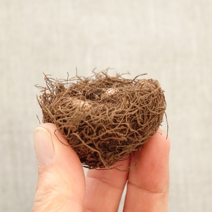 Begonia Non Stop White Bulbo calibre 5+ Ejemplar entregado en la primavera