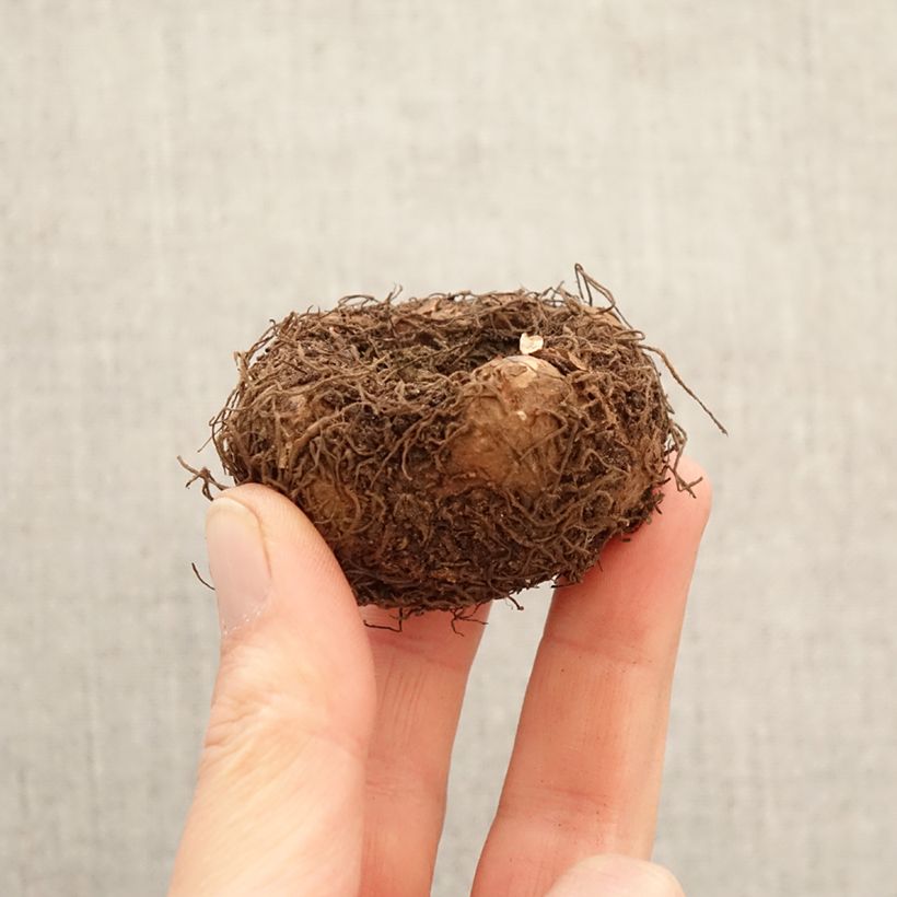 Begonia pendula Splendide Flamenca Bulbo calibre 5+ Ejemplar entregado en la primavera