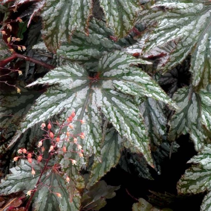 Begonia Garden Angel Silver (Follaje)
