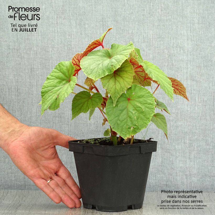Ejemplar de Begonia grandis subsp. evansiana Maceta 2L/3L entregado en verano