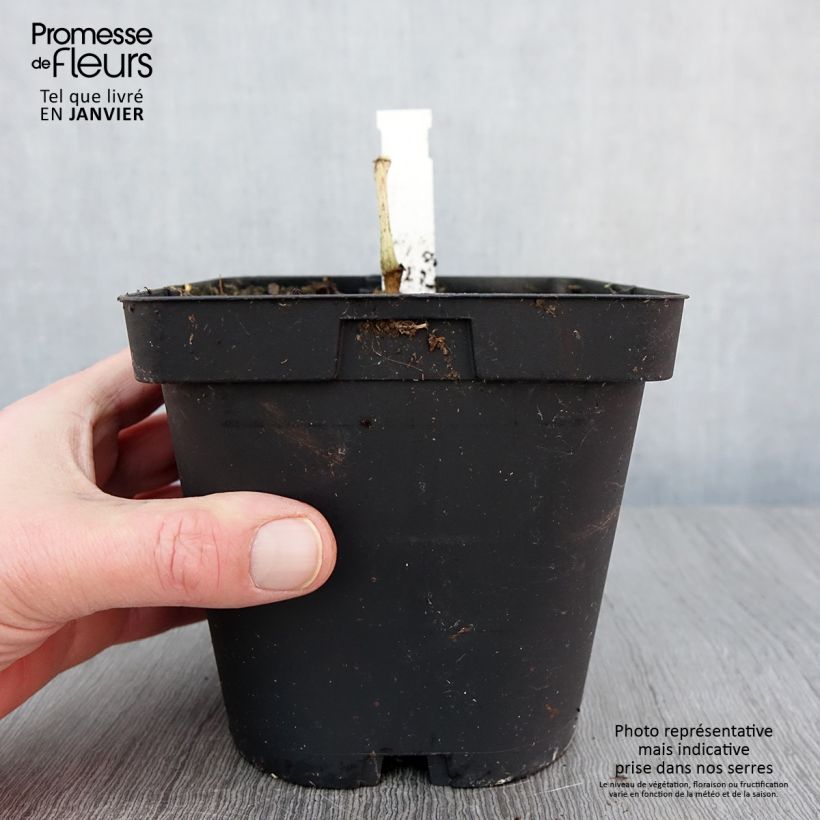 Begonia grandis subsp. evansiana Maceta 2L/3L Ejemplar entregado en invierno