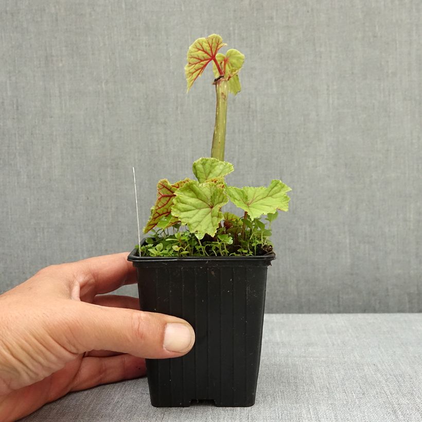 Begonia grandis subsp. evansiana var. alba Maceta de 8/9 cm Ejemplar entregado en la primavera