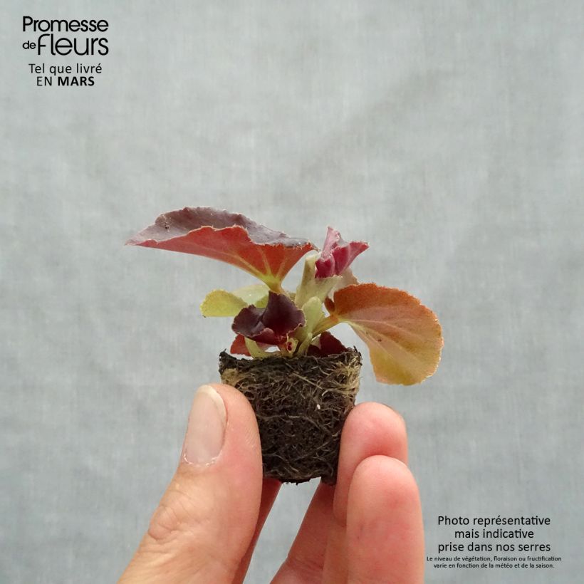 Begonia Siempre-florida Gumdrop Coco Rose minicepellón: Ø 1,5/2,5 cm Ejemplar entregado en la primavera