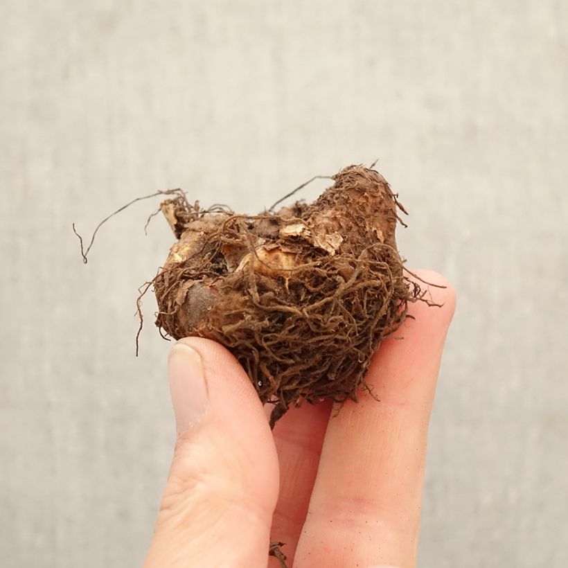 Begonia multiflora Maxima rosa Bulbo calibre 5+ Ejemplar entregado en la primavera