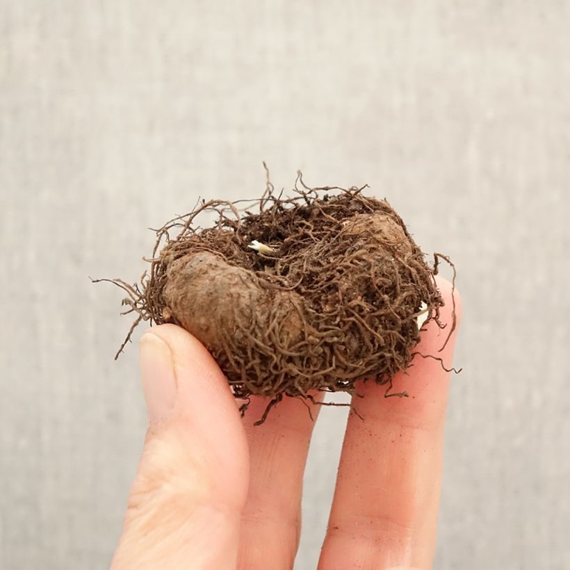 Bégonia retombant parfumé Angelique - Begonia odorata Bulbo calibre 5+ Ejemplar entregado en la primavera