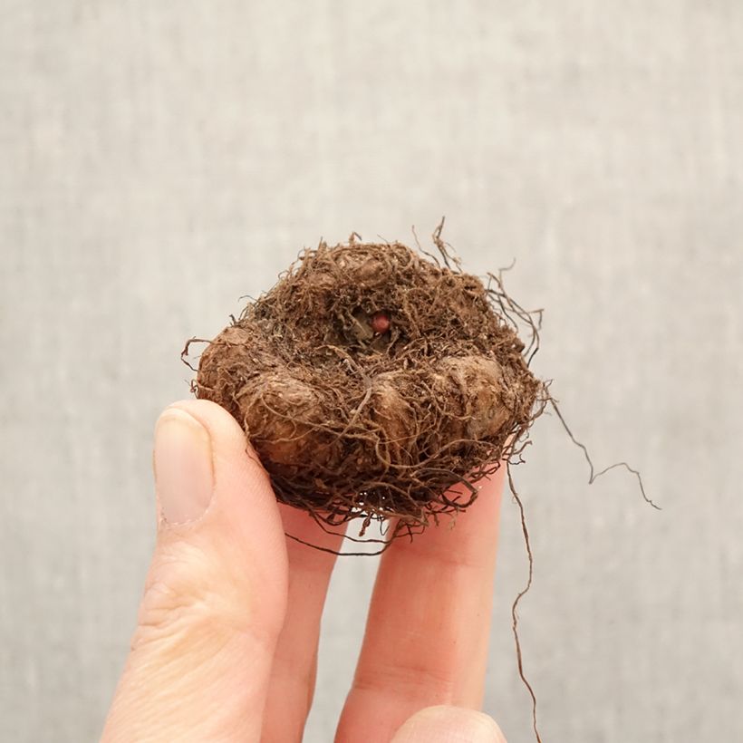 Begonia Pendula Cascade mix 6 colores Bulbo calibre 5+ Ejemplar entregado en la primavera