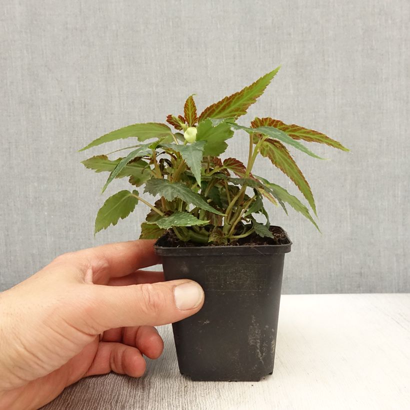 Begonia Belleconia Citrus Maceta de 8/9 cm Ejemplar entregado en la primavera