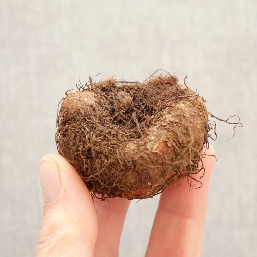 Begonia Pendula Cascade Pink Bulbo calibre 5+ Ejemplar entregado en la primavera