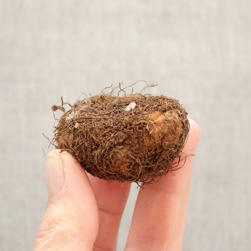 Begonia Pendula Cascade Salmon Bulbo calibre 5+ Ejemplar entregado en la primavera