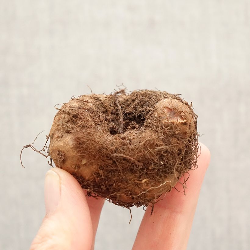 Begonia Pendula Cascade White Bulbo calibre 5+ Ejemplar entregado en la primavera