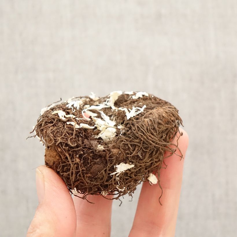 Begonia Pendula Cascade Yellow Bulbo calibre 5+ Ejemplar entregado en la primavera