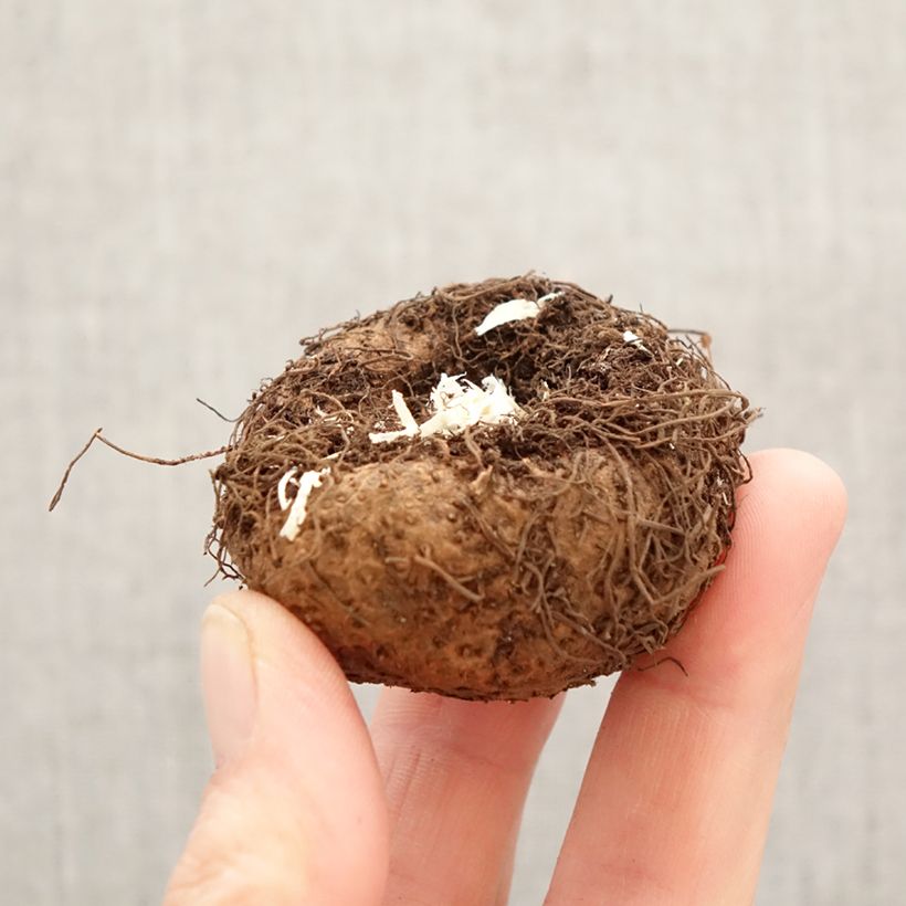 Begonia Pendula Pink Bulbo calibre 6+ Ejemplar entregado en la primavera