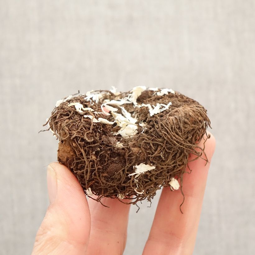 Begonia Pendula Salmon Bulbo calibre 6+ Ejemplar entregado en la primavera