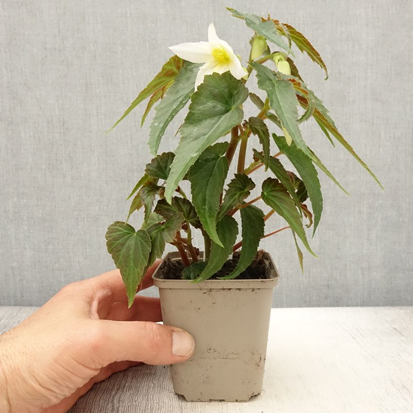 Begonia Summerwings Apricot Improved Maceta de 8/9 cm Ejemplar entregado en la primavera