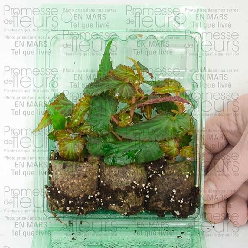 Ejemplo de ejemplar de Begonia Summerwings White minicepellón: Ø 3/4 cm tal y como se entrega